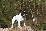 BOULEDOGUE FRANCAIS 316